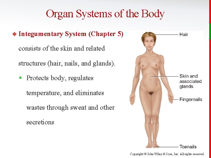 Organ Systems of the Body u Integumentary System (Chapter 5) consists of the skin