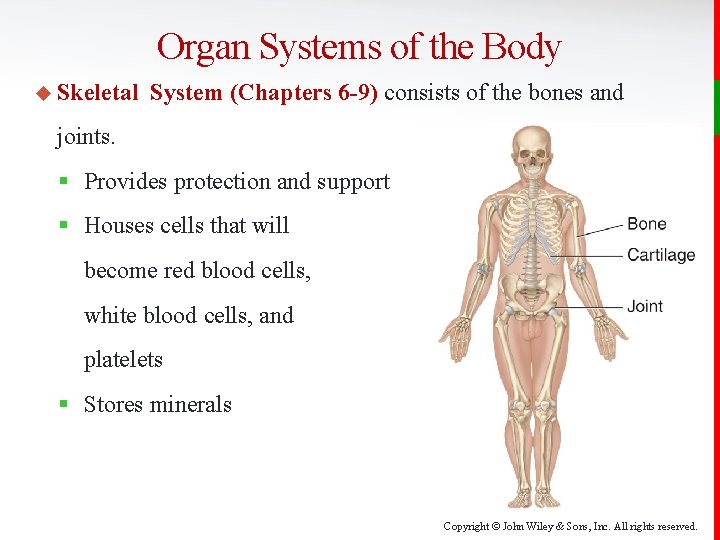 Organ Systems of the Body u Skeletal System (Chapters 6 -9) consists of the