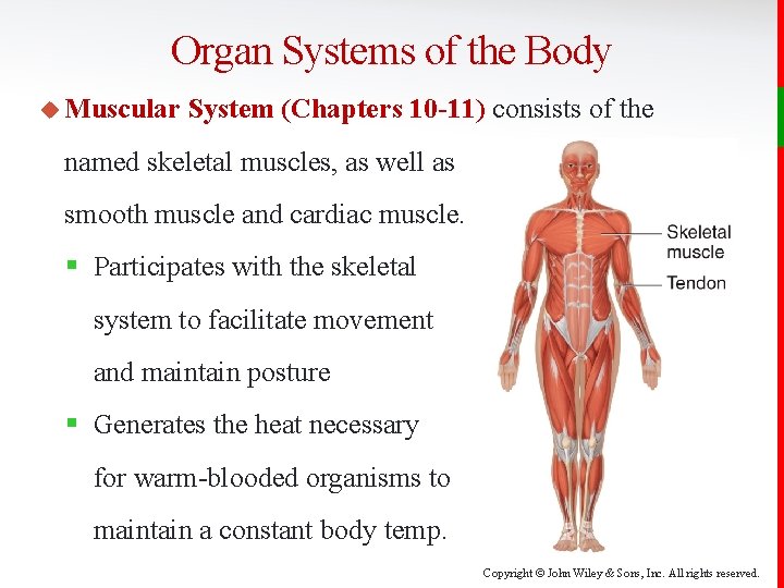 Organ Systems of the Body u Muscular System (Chapters 10 -11) consists of the