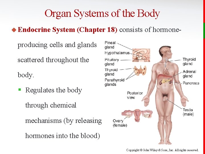 Organ Systems of the Body u Endocrine System (Chapter 18) consists of hormone- producing