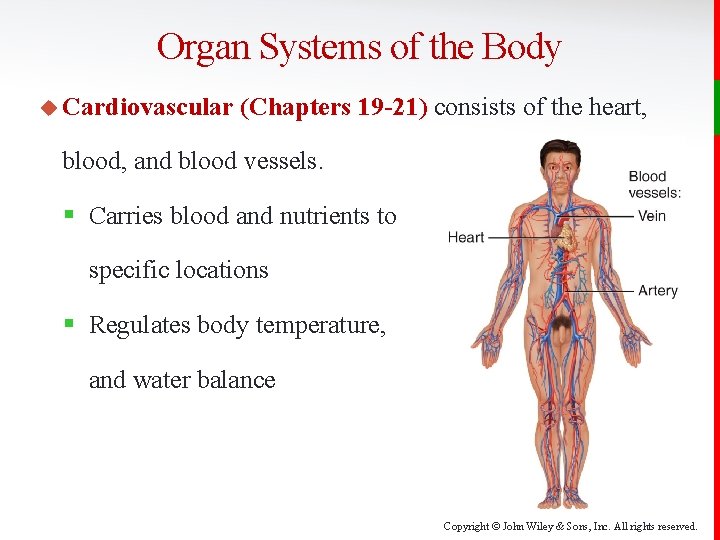Organ Systems of the Body u Cardiovascular (Chapters 19 -21) consists of the heart,