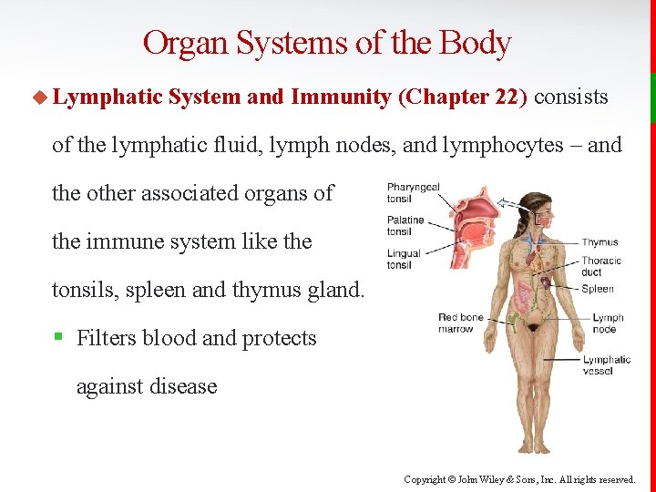Organ Systems of the Body u Lymphatic System and Immunity (Chapter 22) consists of
