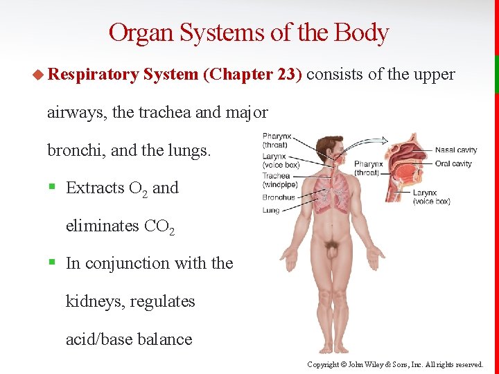 Organ Systems of the Body u Respiratory System (Chapter 23) consists of the upper