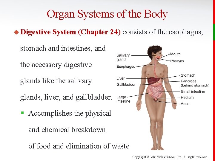 Organ Systems of the Body u Digestive System (Chapter 24) consists of the esophagus,