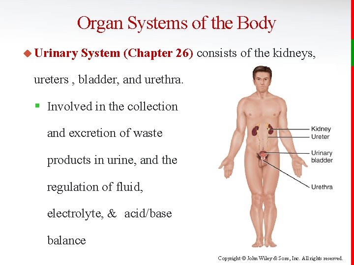 Organ Systems of the Body u Urinary System (Chapter 26) consists of the kidneys,
