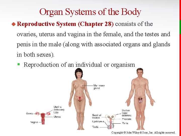 Organ Systems of the Body u Reproductive System (Chapter 28) consists of the ovaries,