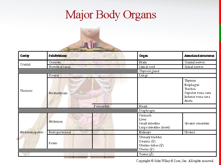 Major Body Organs Cavity Subdivisions Organ Associated structures Cranial Cranium Vertebral canal Brain Spinal