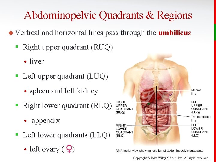 Abdominopelvic Quadrants & Regions u Vertical and horizontal lines pass through the umbilicus §