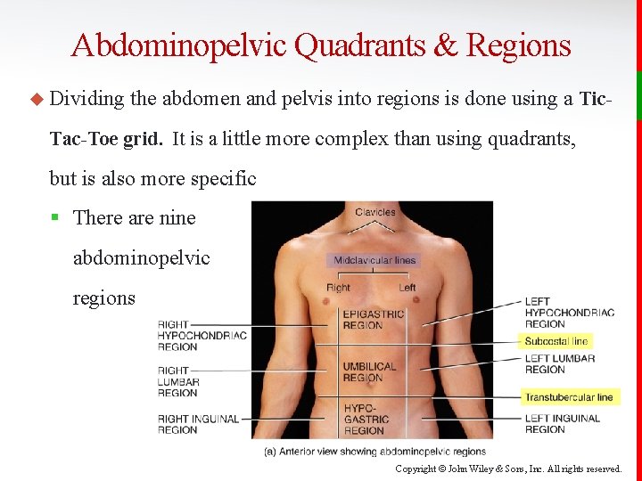 Abdominopelvic Quadrants & Regions u Dividing the abdomen and pelvis into regions is done