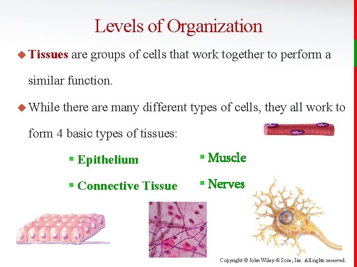 Levels of Organization u Tissues are groups of cells that work together to perform