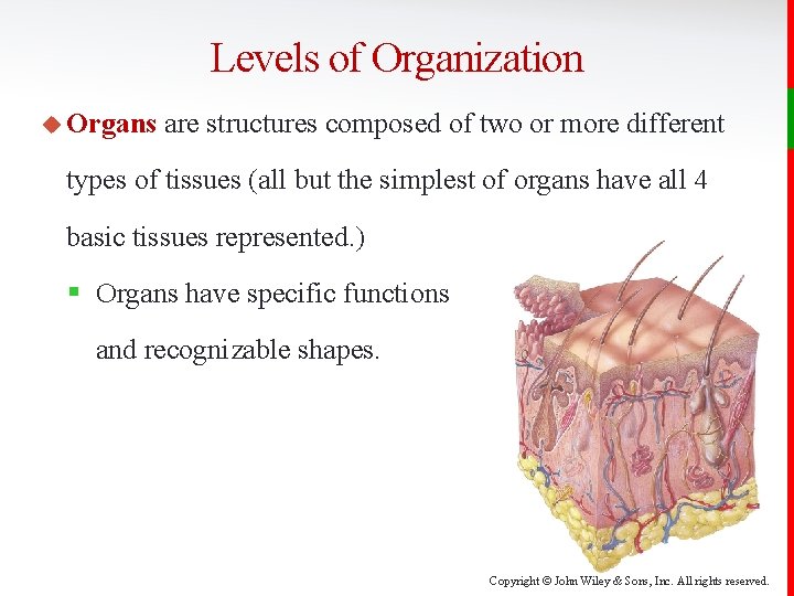 Levels of Organization u Organs are structures composed of two or more different types
