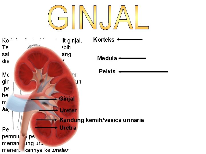 Korteks disebut juga kulit ginjal. Tersusun atas kurang lebih satu juta struktur kecil yang