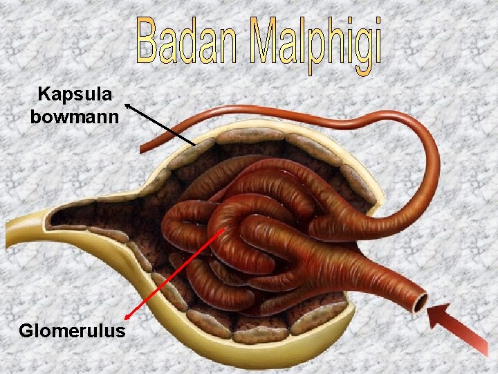Kapsula bowmann Glomerulus 