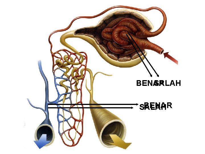 BENAR SALAH 