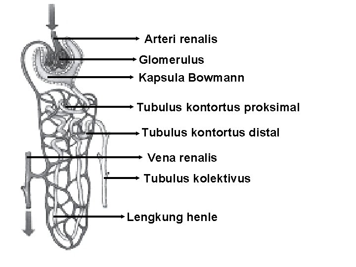 Arteri renalis Glomerulus Kapsula Bowmann Tubulus kontortus proksimal Tubulus kontortus distal Vena renalis Tubulus