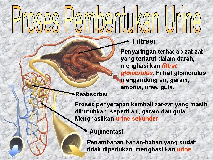 Filtrasi Penyaringan terhadap zat-zat yang terlarut dalam darah, menghasilkan filtrat glomerulus. Filtrat glomerulus mengandung