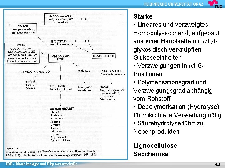 Stärke • Lineares und verzweigtes Homopolysaccharid, aufgebaut aus einer Hauptkette mit a 1, 4