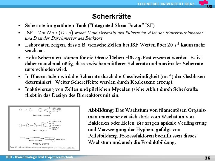 Scherkräfte § Scherrate im gerührten Tank (“Integrated Shear Factor” ISF) § ISF = 2