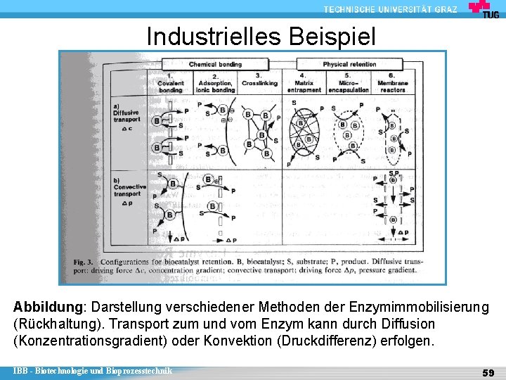 Industrielles Beispiel Abbildung: Darstellung verschiedener Methoden der Enzymimmobilisierung (Rückhaltung). Transport zum und vom Enzym