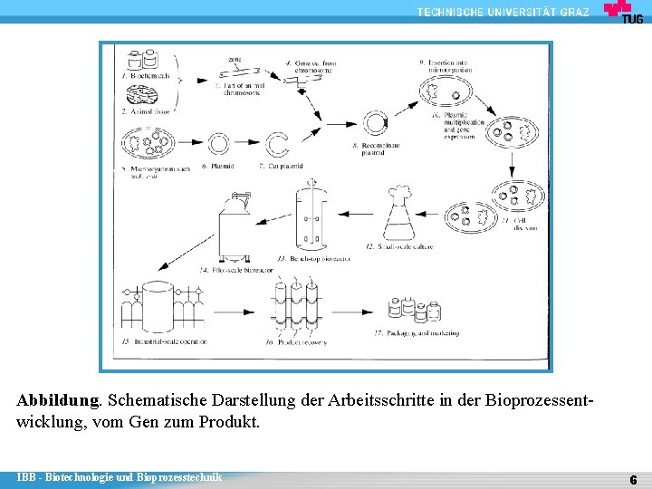 Abbildung. Schematische Darstellung der Arbeitsschritte in der Bioprozessentwicklung, vom Gen zum Produkt. IBB -