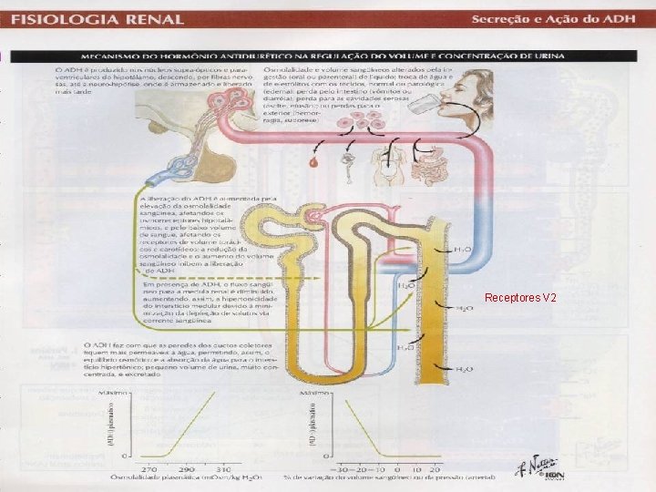 Receptores V 2 