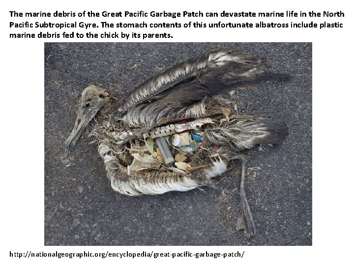 The marine debris of the Great Pacific Garbage Patch can devastate marine life in