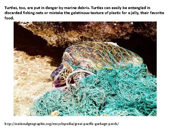 Turtles, too, are put in danger by marine debris. Turtles can easily be entangled