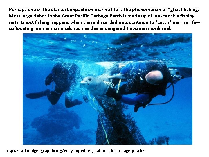 Perhaps one of the starkest impacts on marine life is the phenomenon of "ghost