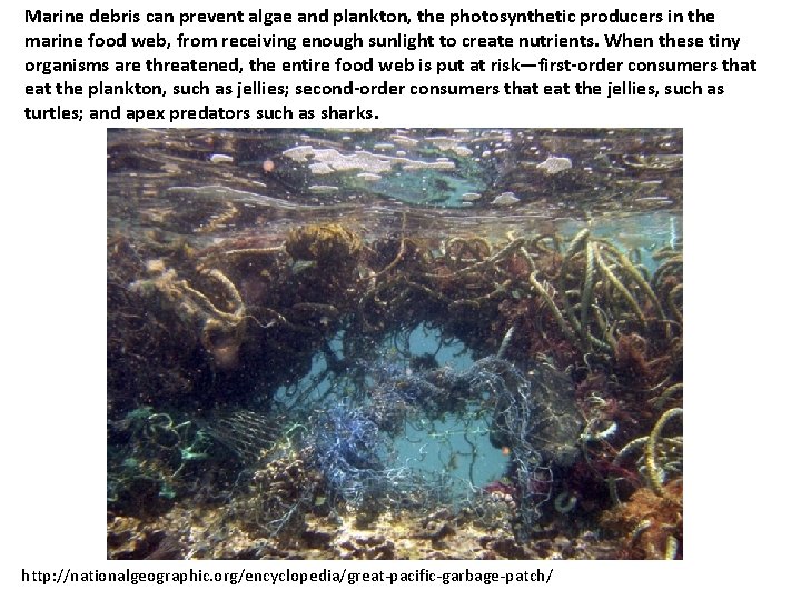 Marine debris can prevent algae and plankton, the photosynthetic producers in the marine food