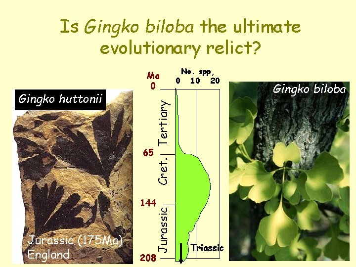 Is Gingko biloba the ultimate evolutionary relict? 65 No. spp, 0 10 20 Cret.