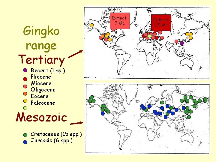 Gingko range Tertiary Recent (1 sp. ) Pliocene Miocene Oligocene Eocene Paleocene Mesozoic Cretaceous