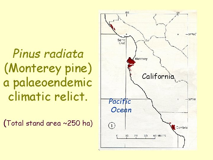 Pinus radiata (Monterey pine) a palaeoendemic climatic relict. (Total stand area ~250 ha) California