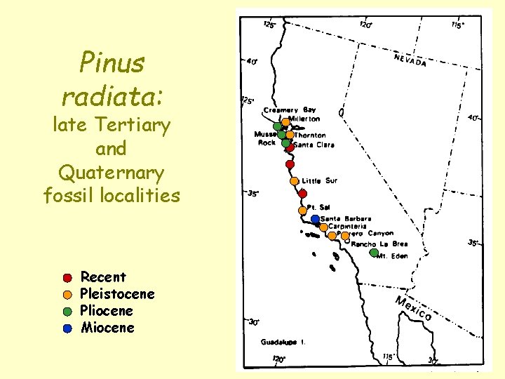 Pinus radiata: late Tertiary and Quaternary fossil localities Recent Pleistocene Pliocene Miocene 