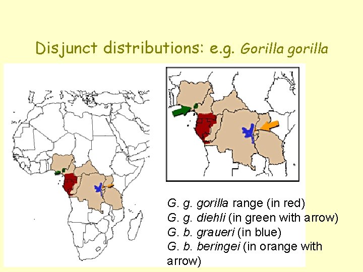 Disjunct distributions: e. g. Gorilla gorilla G. g. gorilla range (in red) G. g.