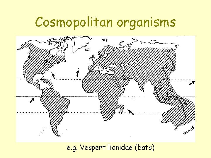Cosmopolitan organisms e. g. Vespertilionidae (bats) 