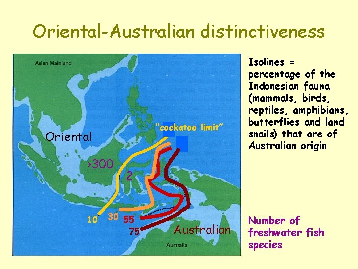 Oriental-Australian distinctiveness “cockatoo limit” Oriental >300 10 Isolines = percentage of the Indonesian fauna