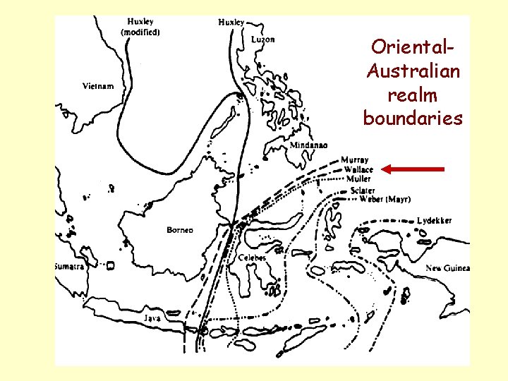 Oriental. Australian realm boundaries 