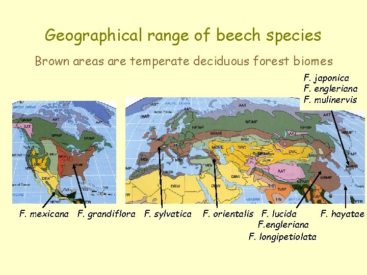 Geographical range of beech species Brown areas are temperate deciduous forest biomes F. japonica