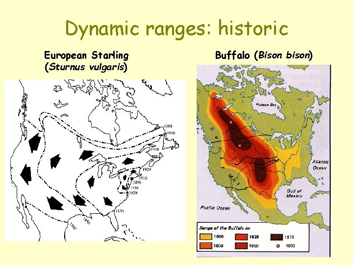 Dynamic ranges: historic European Starling (Sturnus vulgaris) Buffalo (Bison bison) 1900 