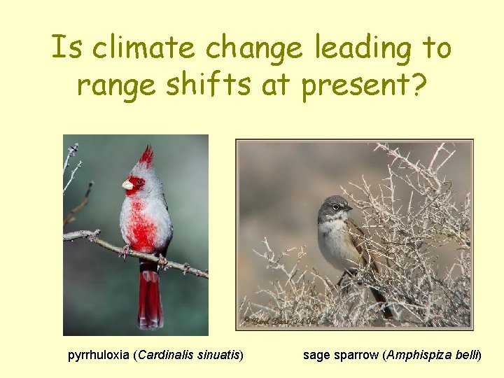 Is climate change leading to range shifts at present? pyrrhuloxia (Cardinalis sinuatis) sage sparrow