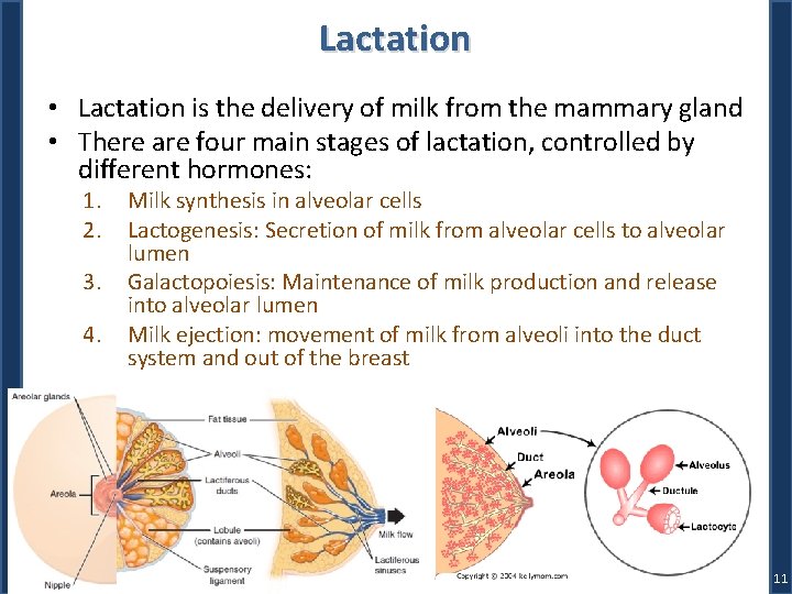 Lactation • Lactation is the delivery of milk from the mammary gland • There