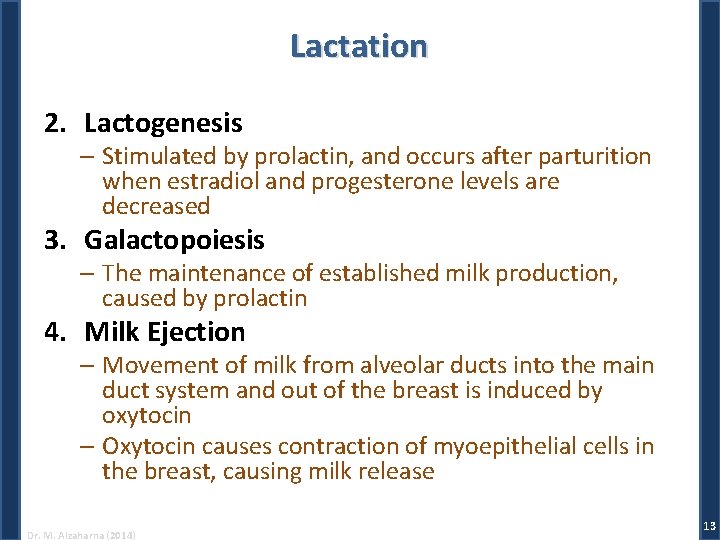 Lactation 2. Lactogenesis – Stimulated by prolactin, and occurs after parturition when estradiol and