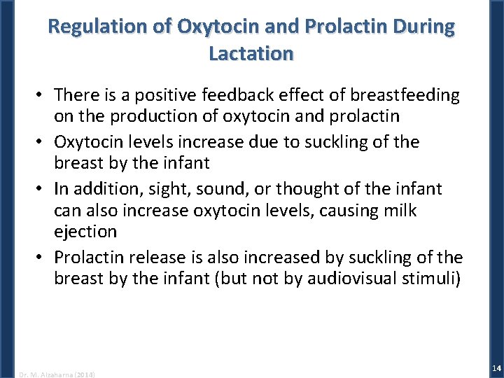 Regulation of Oxytocin and Prolactin During Lactation • There is a positive feedback effect