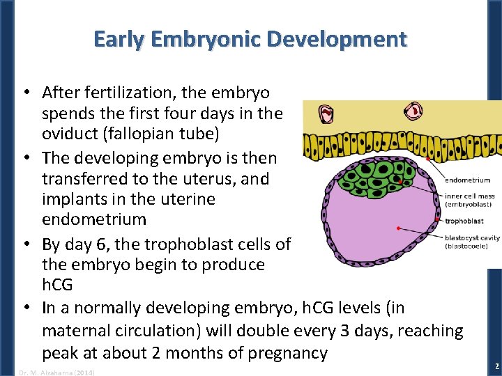 Early Embryonic Development • After fertilization, the embryo spends the first four days in