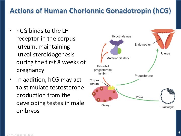 Actions of Human Chorionnic Gonadotropin (h. CG) • h. CG binds to the LH