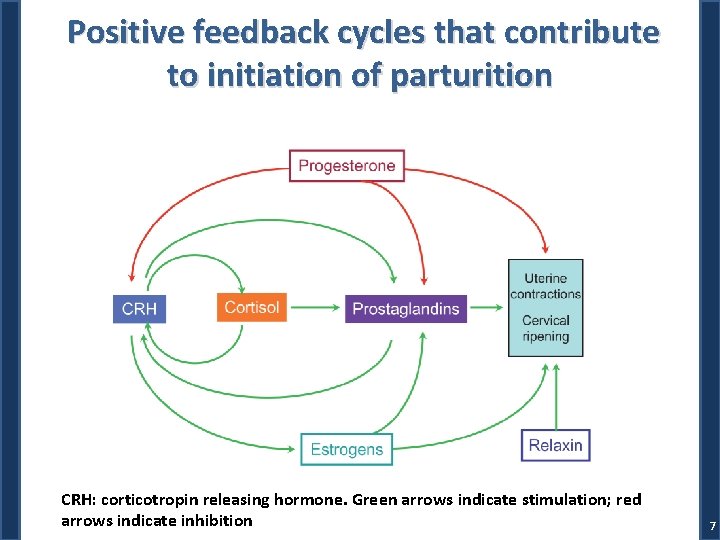 Positive feedback cycles that contribute to initiation of parturition CRH: corticotropin releasing hormone. Green