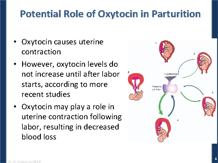 Potential Role of Oxytocin in Parturition • Oxytocin causes uterine contraction • However, oxytocin