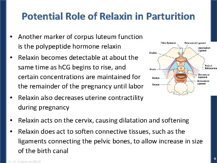 Potential Role of Relaxin in Parturition • Another marker of corpus luteum function is