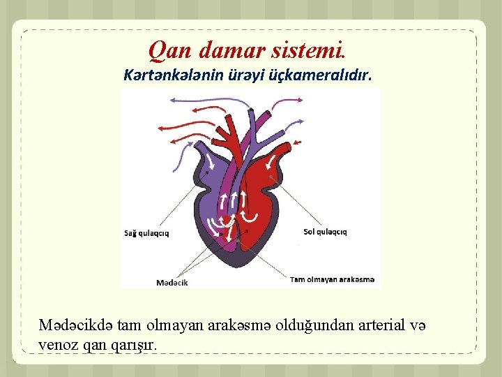 Qan damar sistemi. Kərtənkələnin ürəyi üçkameralıdır. Mədəcikdə tam olmayan arakəsmə olduğundan arterial və venoz