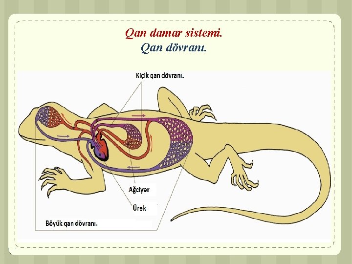 Qan damar sistemi. Qan dövranı. 